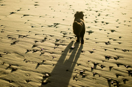 wally-walking-on-beach-in-shadow-450-wb